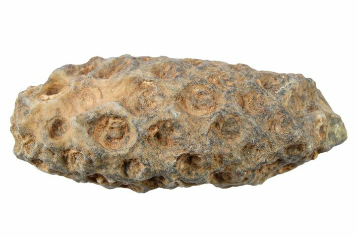 Fossil Seed Cone (Or Aggregate Fruit) - Morocco #267196